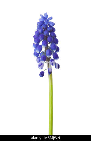 Blume von Muscari auf weißem Hintergrund. Traubenhyazinthen Stockfoto