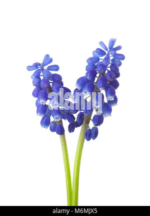 Zwei Blumen von Muscari auf weißem Hintergrund. Traubenhyazinthen Stockfoto