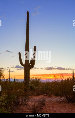 Sonnenuntergang in den Saguaro National Park, in der Nähe von Tucson, südöstlichen Arizona, Usa. Saguaro Kaktus (Carnegiea gigantea) steht gegen eine Eve Stockfoto