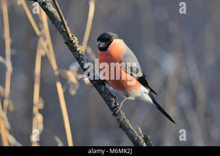Eurasischen (häufig) Gimpel (Pyrrhula pyrrhula) sitzt auf einem Ast in der Morgendämmerung im Hinblick auf die Fütterung. Stockfoto
