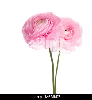 Zwei helle rosafarbene Persische buttercup Blumen. (Ranunculus) Stockfoto