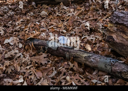 Der große Hügel Wanderwege in Bridgewater, Massachusetts Stockfoto