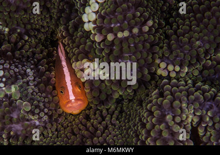 Orange, Anemonenfischen Amphiprion sandaracinos, Pomacentridae, Anilao, Philippinen, Asien Stockfoto