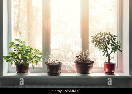 Indoor Pflanzen in Töpfen auf der sonnigen Fensterbank Stockfoto