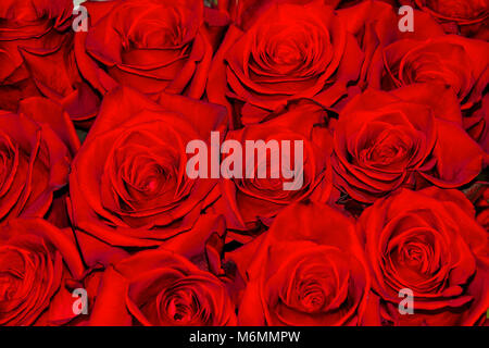Schönen floralen festlichen Hintergrund von rot blühenden frische Rosen Nahaufnahme, wie Grußkarte für jeden Urlaub oder Ereignis Stockfoto