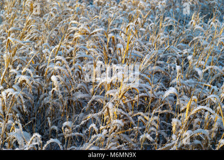 Hintergrund - trocken Goldener Herbst Gras, bestreut mit Schnee, die von der Sonne beleuchtet Stockfoto