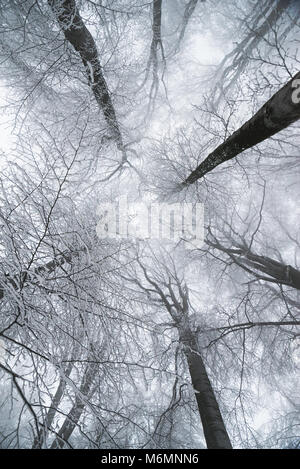 Schöne Bäume gesehen, die von Grund auf Suchen, im Winter Stockfoto