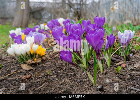 Bündeln der Frühling Krokusse im Garten wächst. Stockfoto