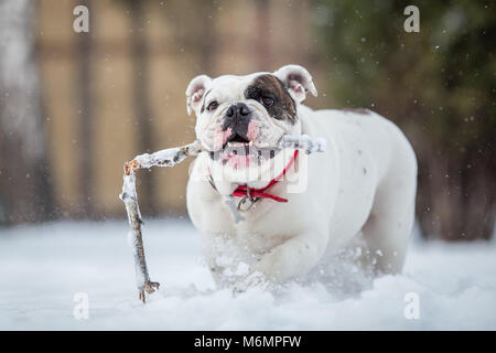 Englische Bulldogge spielen mit Stick auf verschneiten Wintertag Stockfoto