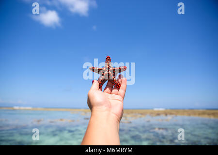 Seesterne in der Lagune am südlichen Strand am Meer. Marin Stockfoto