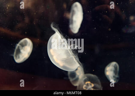 Unterwasser marine Sea Life - weiße Quallen schwimmen Stockfoto