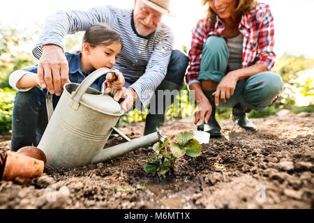 Senior Paar mit Enkelin Gartenarbeit in den Garten im Hinterhof. Stockfoto