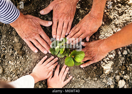 Senior Paar mit Enkelin Gärtnern im Garten. Stockfoto