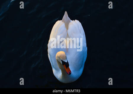 Weißer Schwan, Schwan in Breda, Niederlande Stockfoto