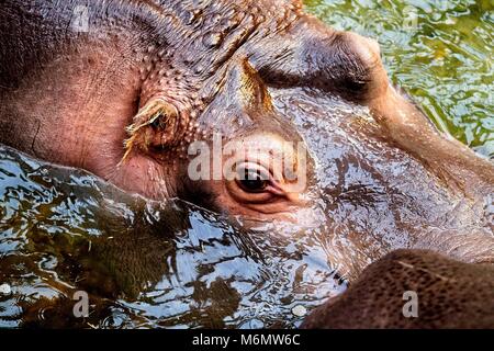 Hippopotamus im Wasser. Close-up zu Kopf. Foto von oben genommen. Stockfoto
