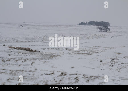 Schafe auf Moor im Winter Stockfoto