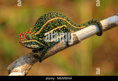 Panther chameleon (Furcifer pardalis) auf einem Zweig. In Madagaskar fotografiert, Stockfoto
