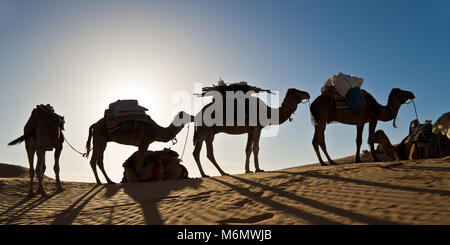 Kamele in den Dünen Wüste der Sahara, Südafrika Tunesien Stockfoto