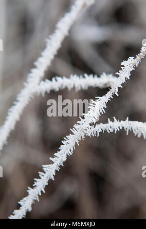 Dicken Frost deckt abgestorbener Pflanzen und Blätter in die Milddle des Winters in einem britischen Hecke. Stockfoto