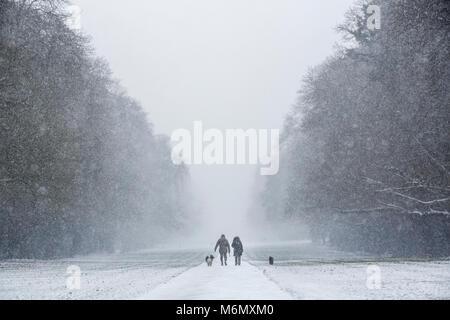 Hund Spaziergänger trotzen dem Schnee wie es beginnt in Cirencester Park, Gloucestesrire zu fallen. Stockfoto