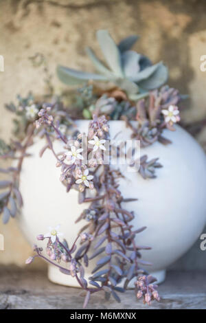 Sedum dasyphyllum Blumen, Dick-leaved Mauerpfeffer, in einem Topf Stockfoto