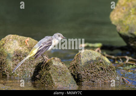 Nahaufnahme des jungen, grauen Bachstelzenvogels (Motacilla cinerea), der am Wasserrand isoliert und bei Sommersonne auf Felsen stille. Stockfoto