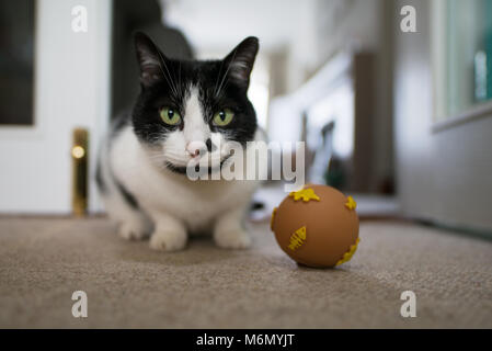 Katze im Fish Ball Spielzeug suchen Stockfoto