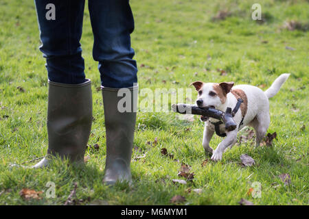 Jack Russell Terrier mit Stick mit dem Master Stockfoto