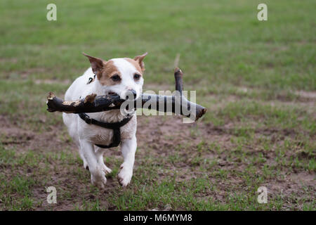 Jack Russell Terrier mit Stick mit dem Master Stockfoto