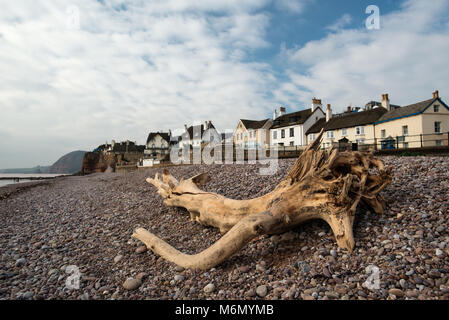 Treibholz in Sidmouth Strand East Devon Stockfoto