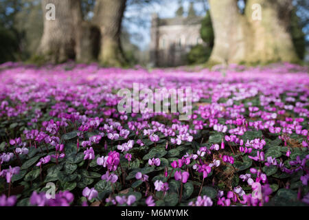 Ein violetter Teppich von Cyclamen Blumen Stockfoto