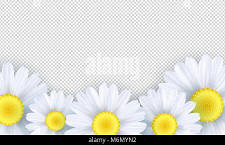 Saisonale Hintergrund. Kamillenblüten auf einen transparenten Hintergrund. Für ihr Design Vorlage. Vector Illustration. EPS 10. Stock Vektor