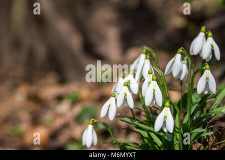 Snowdrop Blumen im Frühling Wald close up (Galanthus nivalis). Stockfoto