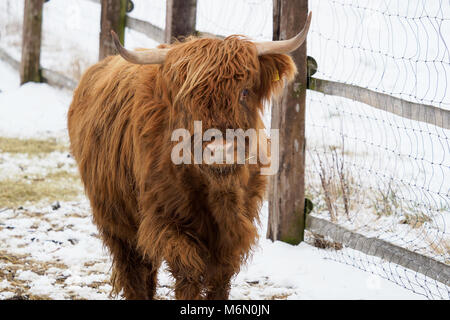 Highland Kuh stehend in einem schneebedeckten Feld im Winter Stockfoto