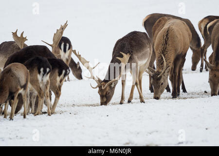 Eine große Herde von Europäischen Rotwild und Damwild auf die Fütterung Plattform im Winter. Stockfoto
