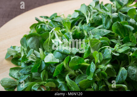 Frischen Feldsalat Feldsalat auf hölzernen Tisch. Grüne Salatblätter (Valerianella locusta) Stockfoto