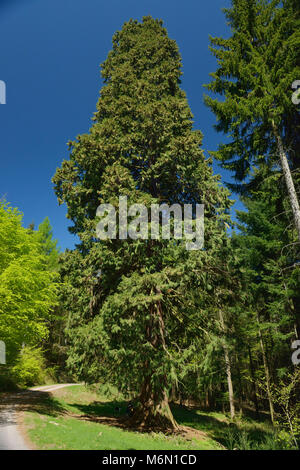 Lutzelhouse (nord-östlichen Frankreich), Bruche Tal, Giant Sequoia von Kappelbronn Stockfoto