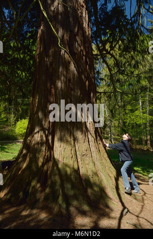 Lutzelhouse (nord-östlichen Frankreich), Bruche Tal, Giant Sequoia von Kappelbronn Stockfoto