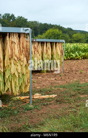 Tabakblätter auf dem Trockenen sitzen Stockfoto