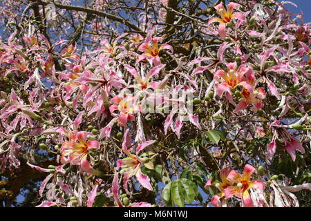 Chorisia speciosa Stockfoto