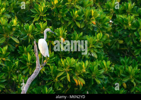 Oder Seidenreiher Egretta garzetta auf Ast Stockfoto