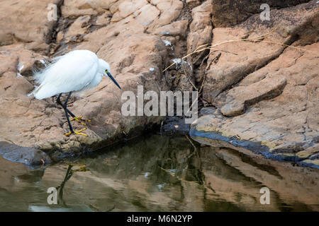 Egretta garzetta Seidenreiher oder auf See Stockfoto