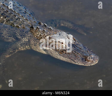 Alligator schwimmen durch trübes Wasser Stockfoto