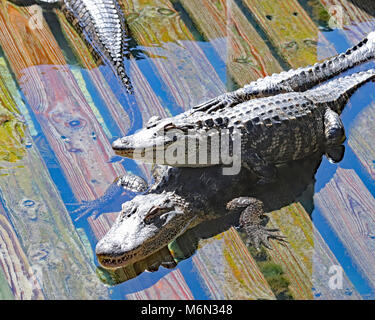 Krokodil lächelte, als er sitzt auf einem anderen zurück in Gatorland Stockfoto