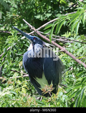 Tri Heron im Baum farbig in Gatorland Orlando Stockfoto