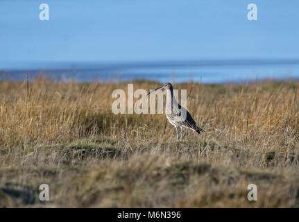 Brachvögel, Numenius arquata, Nahrungssuche in Salt Marsh, Morecambe Bay, Lancashire, Großbritannien Stockfoto