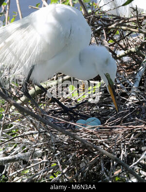 Jeder einmal in eine Weile die Mutter Egret (Ardea alba) erhält Ihre hübsche blaue Eier zu überprüfen, bevor sie wieder nach unten sitzen, um Sie warm zu halten. Stockfoto