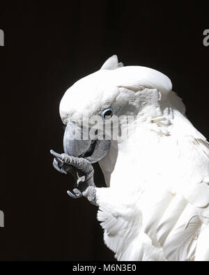 Alle weißen Kakadu im Profil gegen feste schwarzer Hintergrund mit talon in den Schnabel Stockfoto