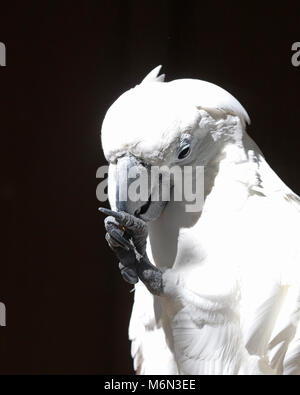 Weiße Kakadus (Cacatua alba) bilden große Haustiere und haben eine obsessive brauchen, um Menschen zu sein Stockfoto