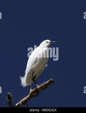 Snowy Egret (Egretta thula)  perched on limb against dark blue sky Stockfoto